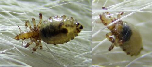 Haematopinus suis