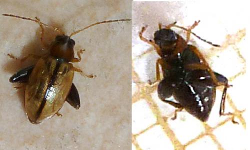 Réf. 113 249 : Longitarsus sp.