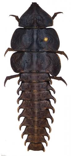 Platerodrilus sp.