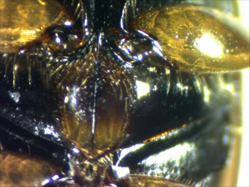 Réf. 113 956 : Melinopterus sphacelatus