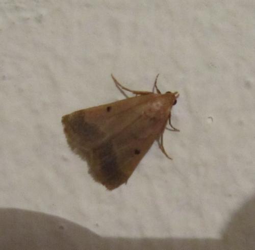 Maradana fuscolimbalis