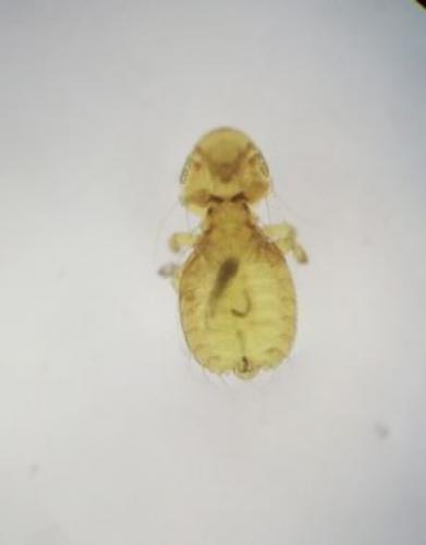 Campanulotes bidentatus