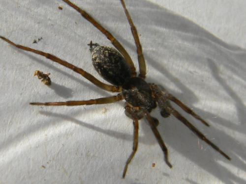 Eratigena picta