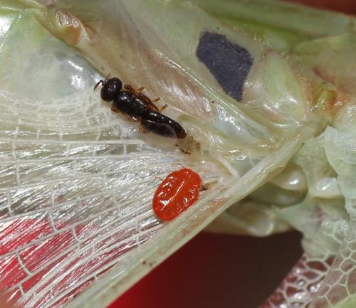 Mantibaria seefelderiana