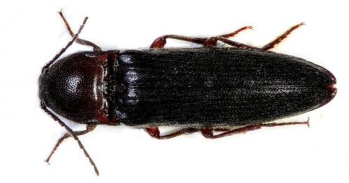 Réf. 113 628 : Melanotus villosus