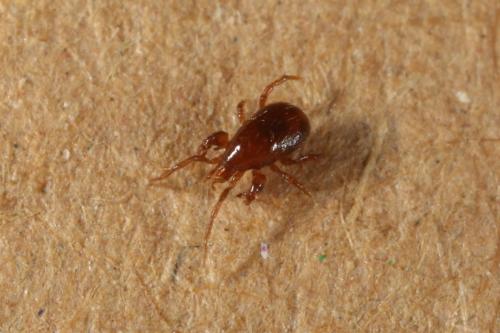 Pergamasus sp.