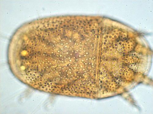 Boletoglyphus boletophagi
