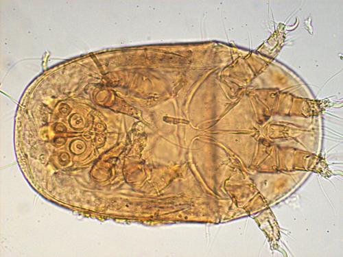 Boletoglyphus boletophagi