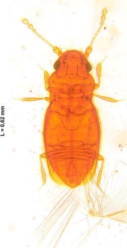Réf. 113 055 : Micridium halidaii
