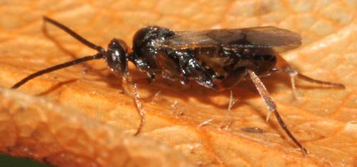Réf. 113 788 : Cotesia sp.