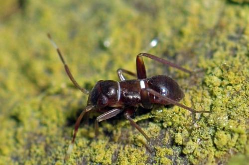 Pilophorus sp.