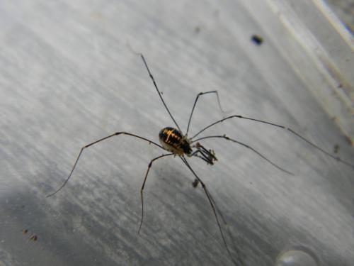 Réf. 113 566 : Mitostoma chrysomelas
