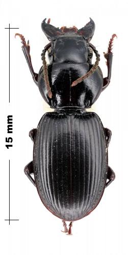 Réf. 113 420 : Molops sp.