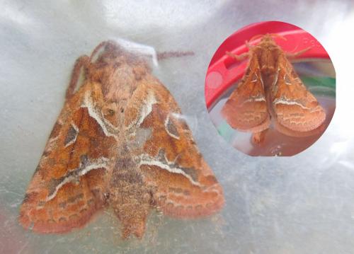 Triodia sylvina