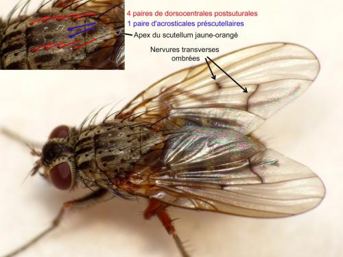 Phaonia tuguriorum