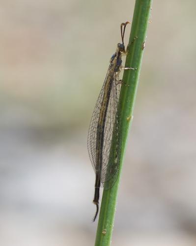 Réf. 113 044 : Macronemurus appendiculatus