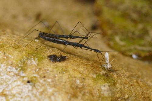 Hydrometra stagnorum