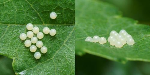 Réf. 113 263 : Spilosoma lubricipeda