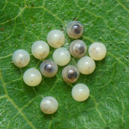 Spilosoma lubricipeda