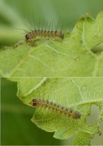 Spilosoma lubricipeda
