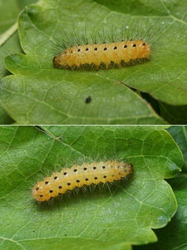 Spilosoma lubricipeda