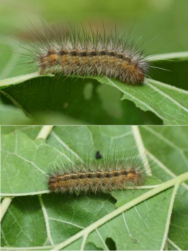 Spilosoma lubricipeda