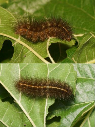 Réf. 113 269 : Spilosoma lubricipeda