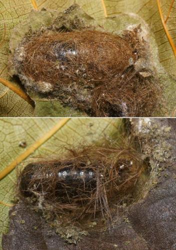 Spilosoma lubricipeda