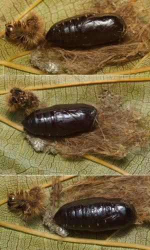 Réf. 113 274 : Spilosoma lubricipeda