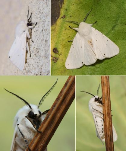 Réf. 113 275 : Spilosoma lubricipeda