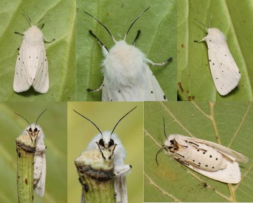 Spilosoma lubricipeda