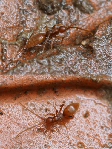 Réf. 113 618 : Embolemus ruddii
