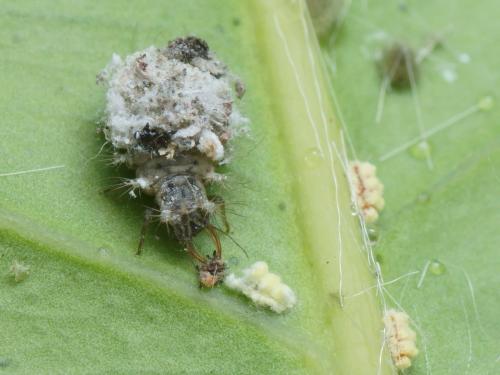 Apertochrysa prasina