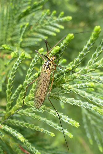 Nephrotoma sp.