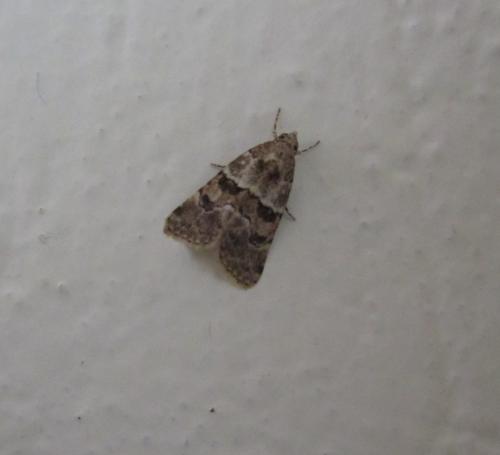 Bryophila sp.