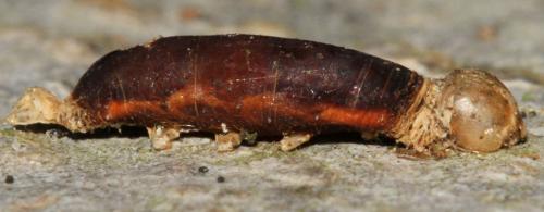Réf. 113 384 : Aleiodes sp.