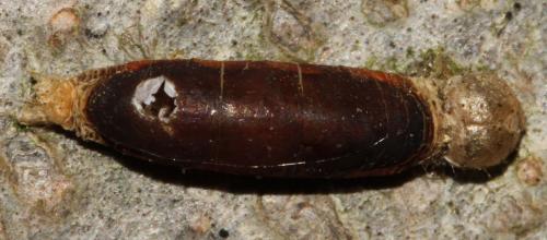 Réf. 113 385 : Aleiodes sp.