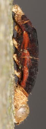 Réf. 113 386 : Aleiodes sp.