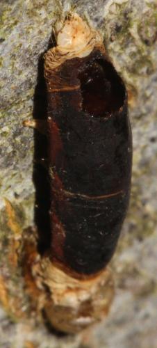 Aleiodes sp.