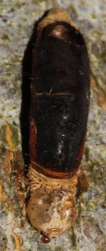 Aleiodes sp.