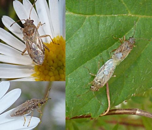 Nysius sp.