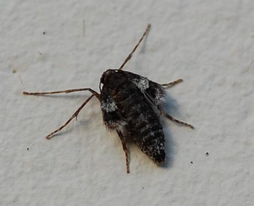 Operophtera fagata