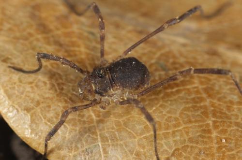 Réf. 113 237 : Lophopilio palpinalis