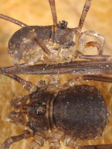 Réf. 113 238 : Lophopilio palpinalis