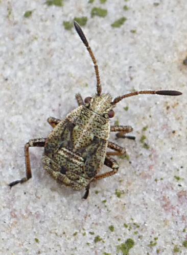 Réf. 113 375 : Stictopleurus sp.