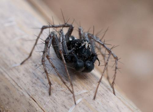 Réf. 113 292 : Oxyopes heterophthalmus