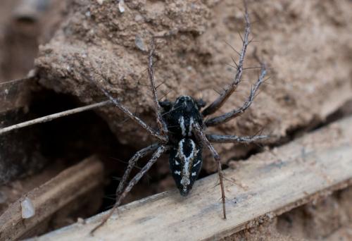 Oxyopes heterophthalmus