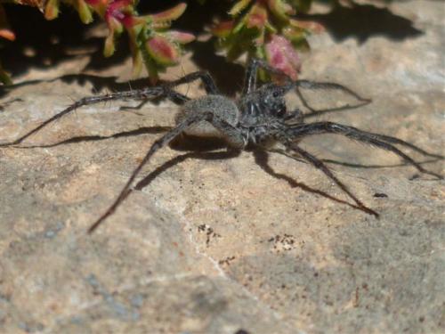 Pardosa sp.