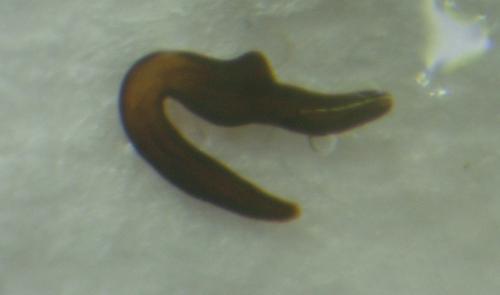 Réf. 113 301 : Otiorhynchus aurifer