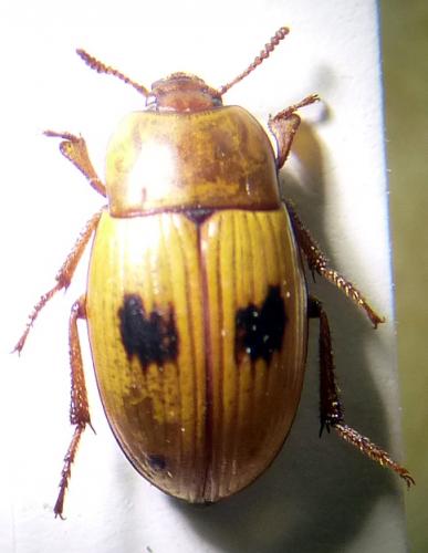 Phaleria atlantica